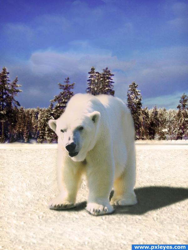 Polar Bear Paradise